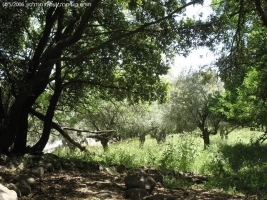 שמורתכרםבןזמרה
